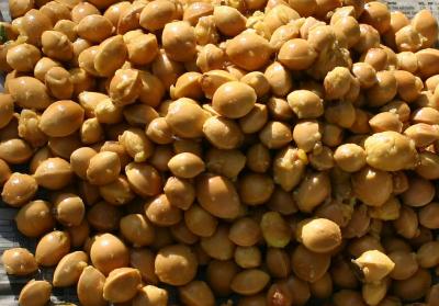 Ginkgo Nut Harvest