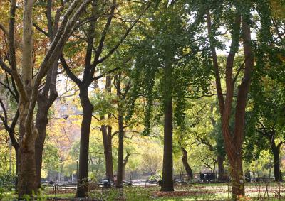 Fall Scene