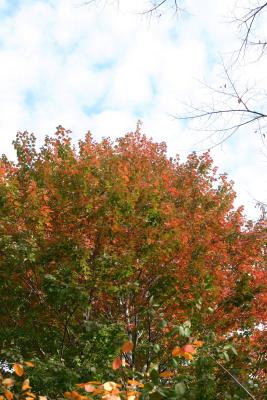Maple