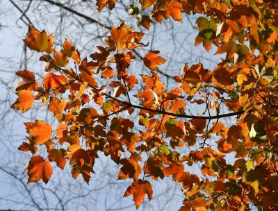 Maple