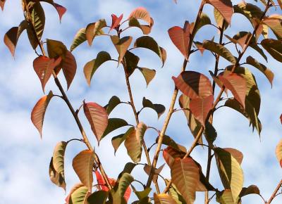 u20/hjsteed/medium/36611275.041106CherryTreeFoliage1.jpg