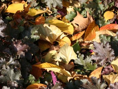 Ground Foliage