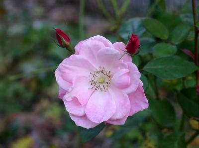 Pink Rose