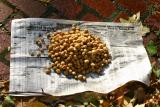 Ginkgo Nut Harvest