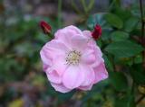 Pink Rose