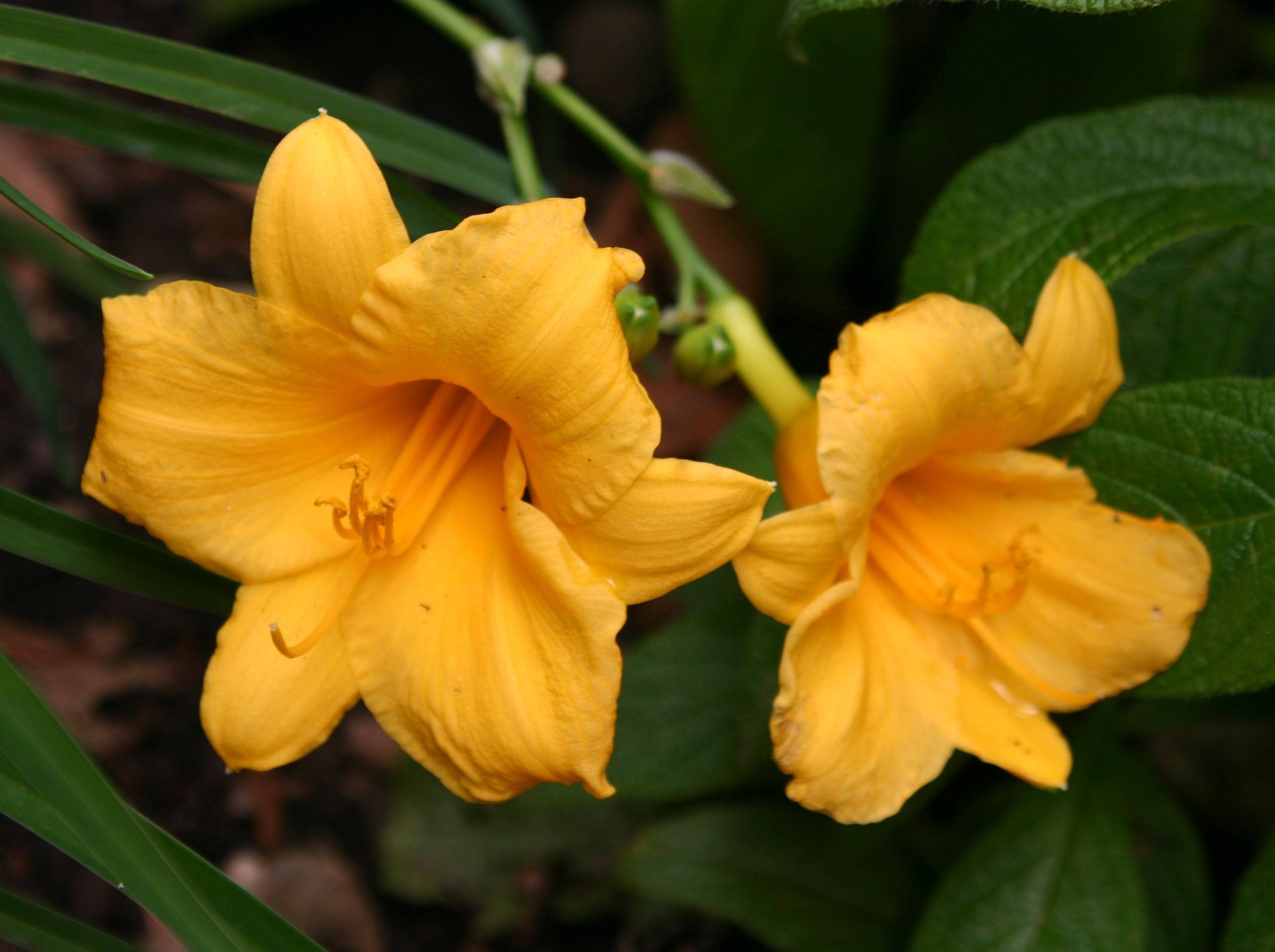 Yellow Day Lilies