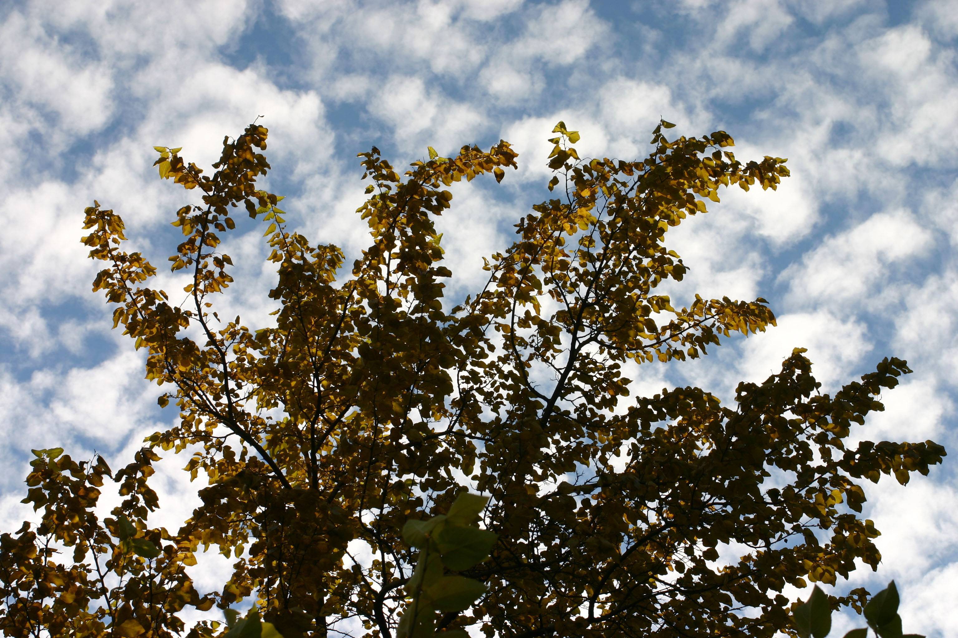 Mulberry Tree Top