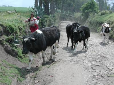 Wanderung durch das Gebiet der Caranqui-Indianer am Vulkan Imbaburra