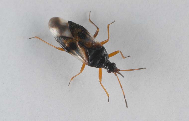Anthocoris-nemorum.jpg