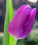 PurpleTulip.jpg