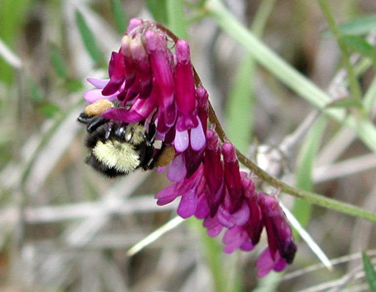 Bumble Bee