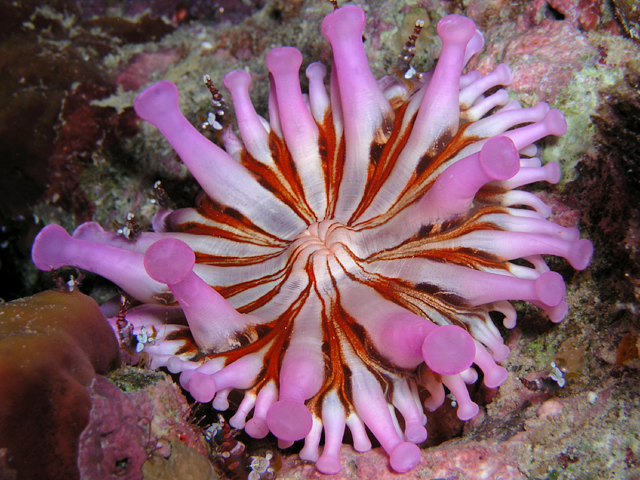 unusually colored club-tipped anemone