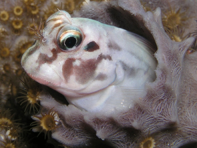 blenny