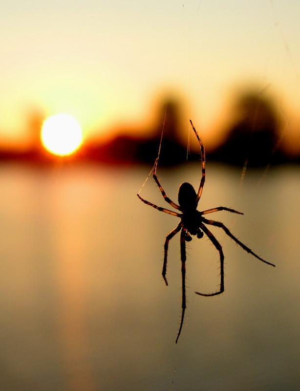 spidersunriseres.jpg