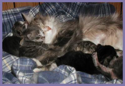 u20/inspzil/medium/12980174.kittens1res.jpg