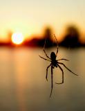 spidersunriseres.jpg