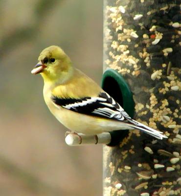 Goldfinch