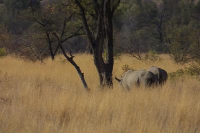Rhinos in tall grass