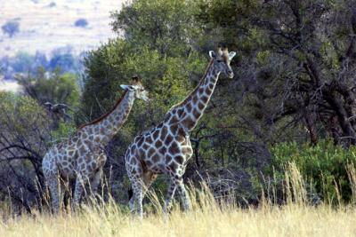 These are female giraffes