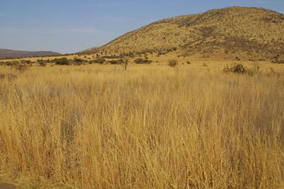 The grass in Pilanesbergy