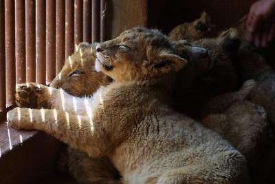 No lions in the open, but some bred in captivity--Lion City