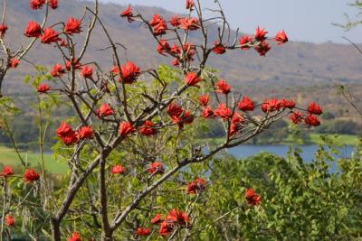 Don't know what these red-flowering tree is called (no leaves)