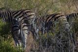 Zebras in Pilanesberg Park, South Africa