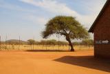 The acacia tree -- the landmark of African vegetation