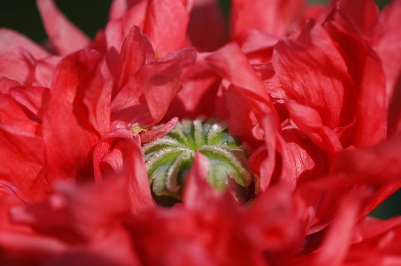 DSC_1268ps poppy.jpg