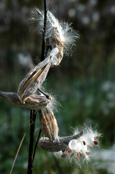 DSC_1806ps P milkweed 2.jpg