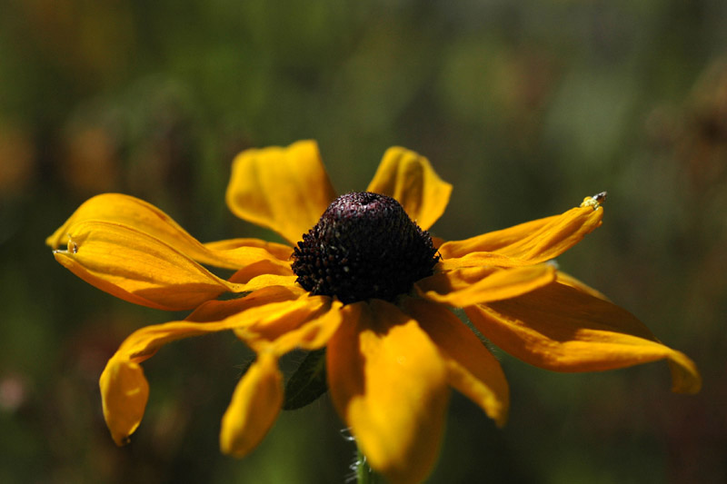DSC_2094ps black-eyed susan.jpg