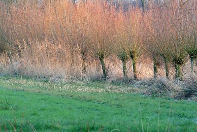 DSCF7576.jpg
