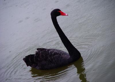 u20/jaizel/medium/20518978.TheUglyDuckling.jpg