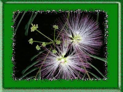 u20/jcarter/medium/20479849.mimosa_flowerfinalcopy.jpg