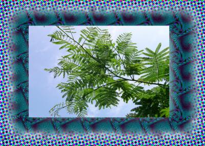 tree_muchbetter copy.jpg