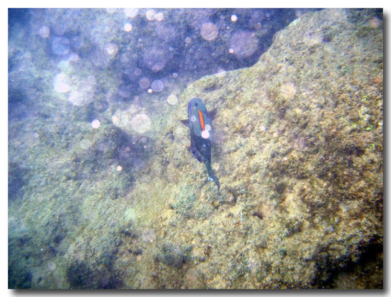 snorkling0108.jpg