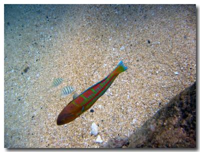 snorkling0113.jpg