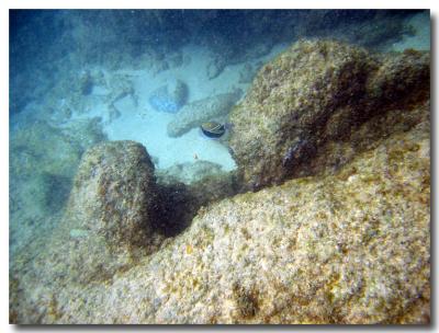 snorkling0123.jpg