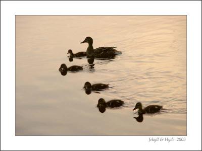 Evening Swim