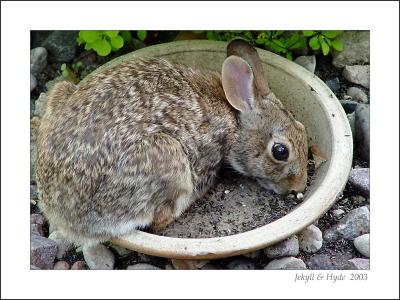 Feed Bowl