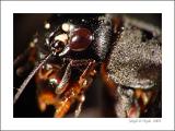 Cricket