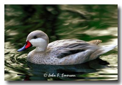 White-cheeked Pintail