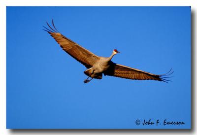 Sandhill Crane