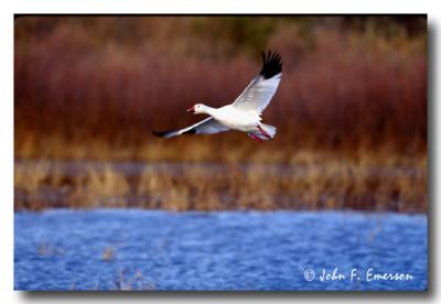 Snow Goose