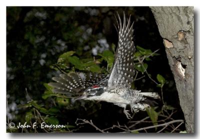 Nuttalls Woodpecker in Flight