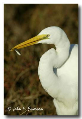 Great Egret