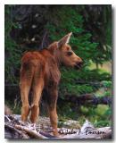 Moose Calf