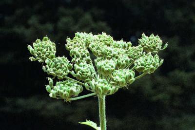 Cow Parsnip
