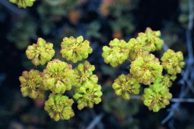 Suphur Buckwheat