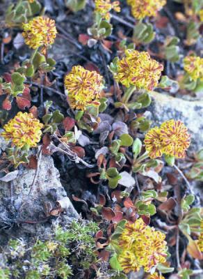 EriogonumOvalifolium